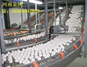 河南金鳳牧業 以自動化設備與層疊式蛋雞籠，引領現代化養殖新風尚